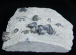Plate of Small Brachiopods - Waldron Shale #1933-1